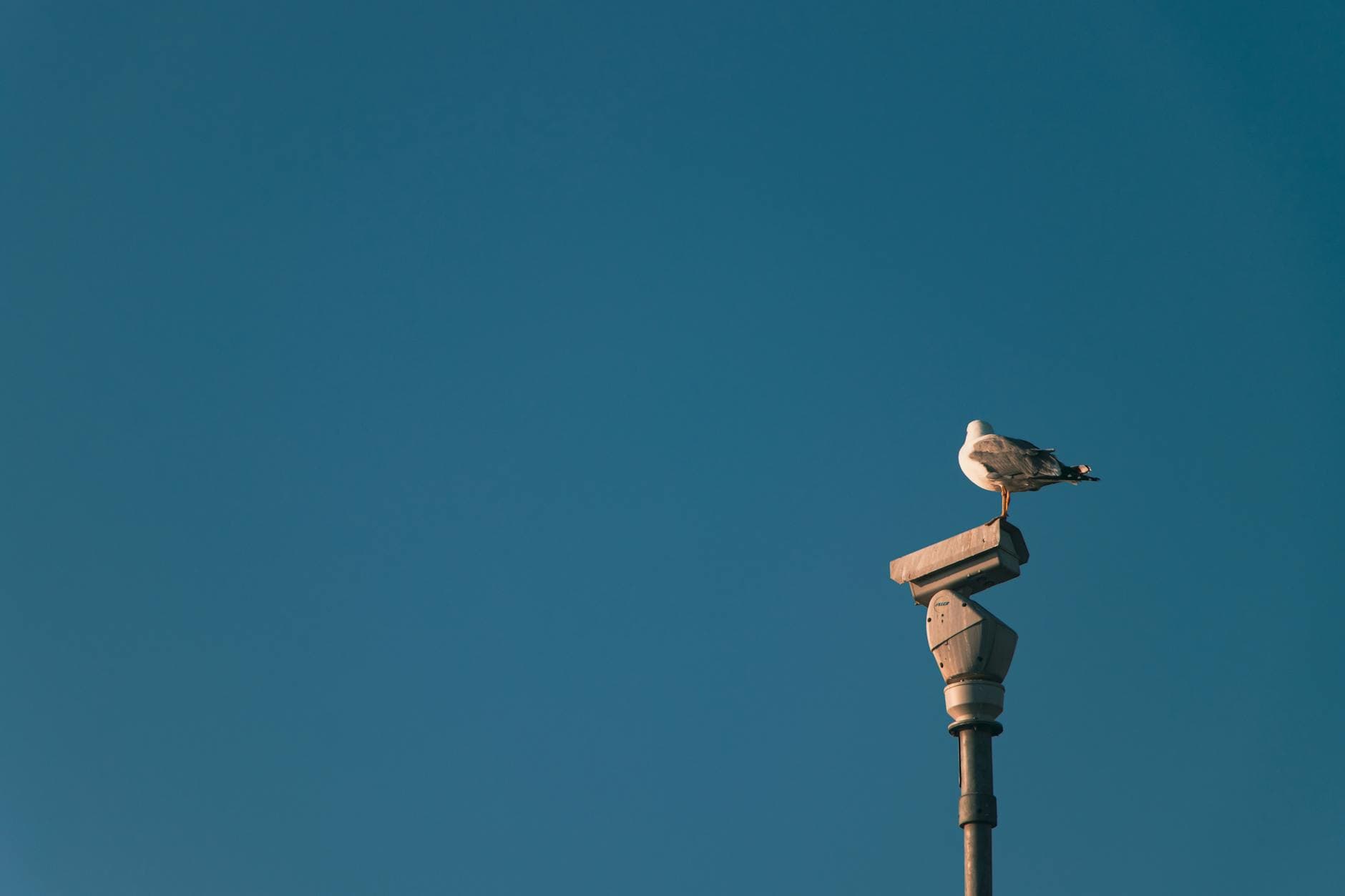 Optimizing Your Business with Birdeye: A Comprehensive Guide